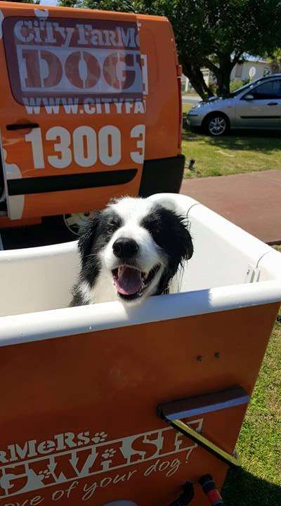 Photo: City Farmers Mobile Dog Wash Gooseberry Hill